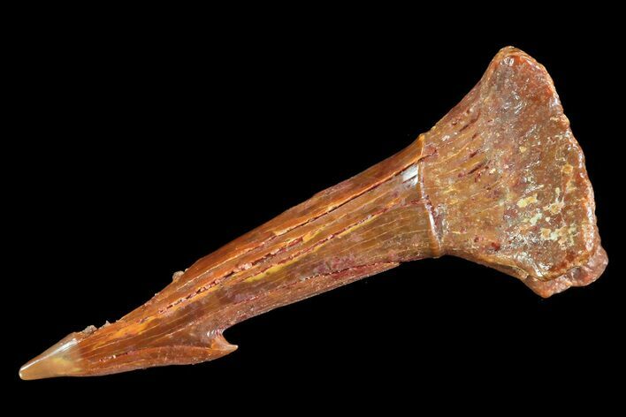 Cretaceous Giant Sawfish (Onchopristis) Rostral Barb #72733